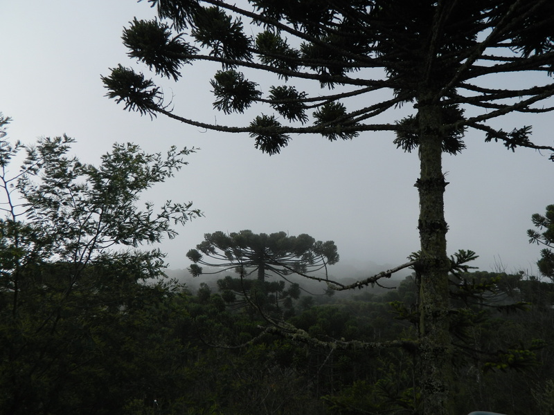 sky, day, tree trunk, forest, scenics - nature, 4K, beauty in nature, tree, low angle view, non-urban scene, branch, no people, trunk, araucaria, tranquil scene