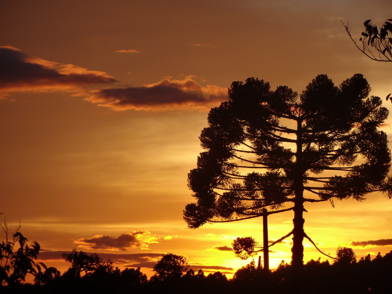 growth, pinheiro, no people, morning, tranquility, sky, environment, silhouette, 4K, tranquil scene, idyllic, dramatic sky, energy, gold, low angle view