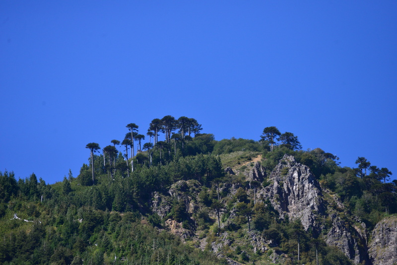plant, green color, copy space, no people, forest, sky, araucanía, Trees, beauty in nature, pine tree, tree, low angle view, day, blue, clear sky, landscape
