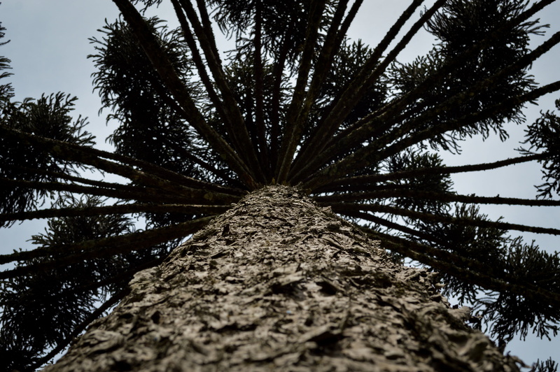 bark, cone, tree canopy, rs, native, pinheiro, photo, no people, araucaria, tall - high, look, low angle view, plant, day, rio grande sul, nature, growth