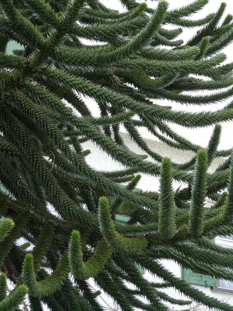 chile pine, shed fir, araucariaceae, nature, fir tree, jewelry fir, outdoors, pattern, leaf, day, Tree, snake tree, fir type, araucaria, araucaria araucana