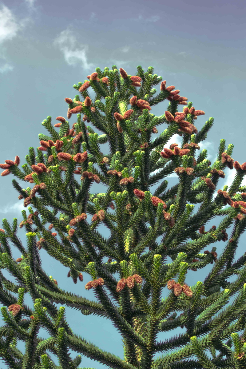 araucaria family, succulent plant, outdoors, fir tree, green color, tranquility, coniferous tree, tree, shed fir, cactus, low angle view, sunlight, sky