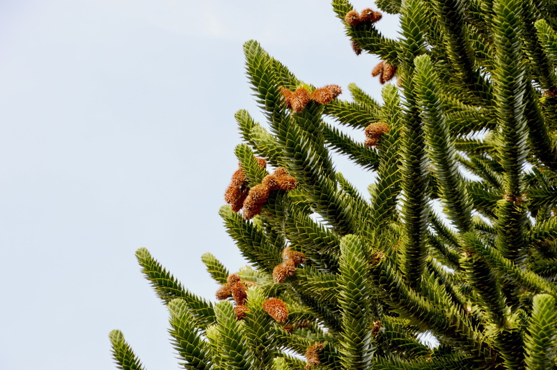 despair of the monkeys, no people, nature, growth, pine tree, plant, tranquility, araucaria, low angle view, leaf, pin chile, points, pine, pine cone, palm tree
