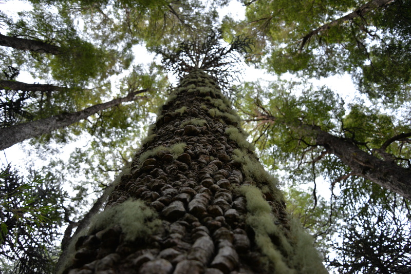 bark, araucaria araucana, forest, sky, nature, conguillío national park, cups, growth, low angle view, trunk, day, plant, perspective, tree canopy, beauty in nature