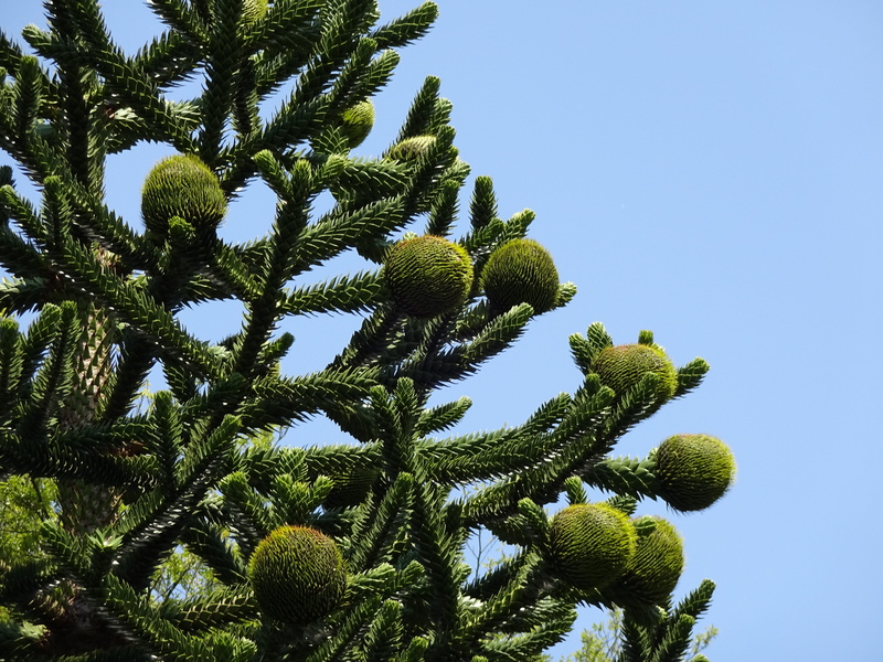 tree, low angle view, puzzle, sunlight, immergrüner tree, monkey, pine tree, chilean, branch, Monkey Puzzle Tree, green color, growth, 4K, tranquility