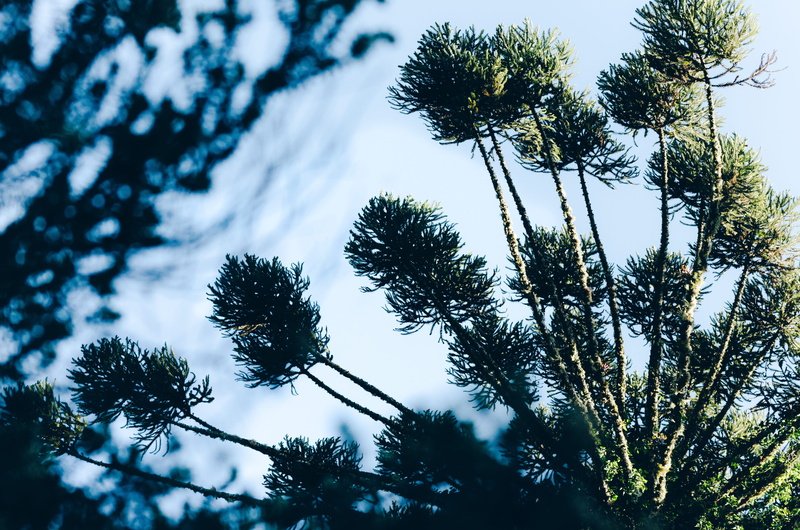 silhouette, pinheiro, focus on foreground, outdoors, no people, beauty in nature, plant, coniferous tree, low angle view, branch, land, pine tree, scenics - nature
