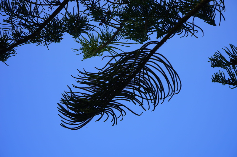 tranquility, 5K, tenerife, canary islands, distinctive, needles, leaf, day, blue, environment, araucaria, growth, pine tree, outdoors, oblong, araucaria heterophylla