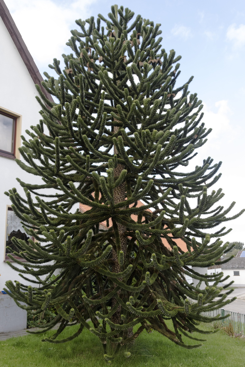 5K, green color, fir tree, green, pine tree, no people, field, beauty in nature, needle - plant part, potted plant, growth, day, tree, tranquility, succulent plant