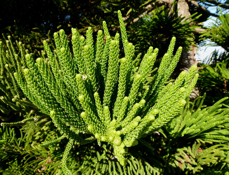 green, full frame, pine tree, plant, plant part, focus on foreground, araucariaceae, araucaria, leaf, 4K, close-up, day, no people, green color, triangle tree