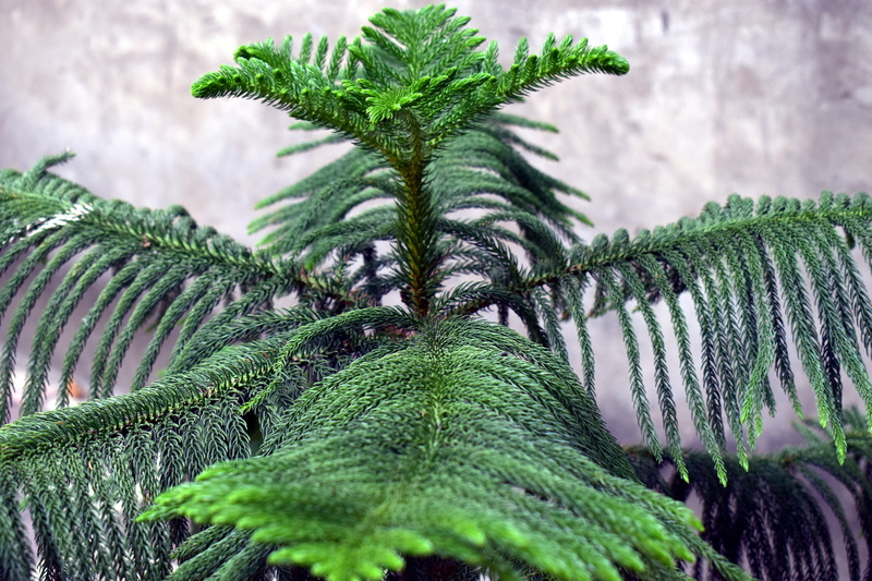 high angle view, nature, living christmas tree, land, star pine, plant, selective focus, plant part, fern, triangle tree, no people, 5K, freshness, tranquility