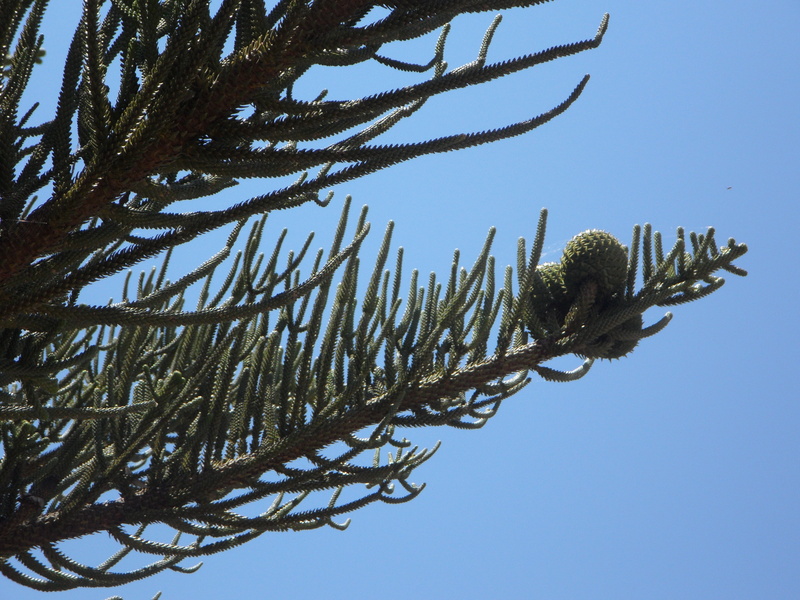 tranquility, plant, beauty in nature, araucarie, fruits, nature, directly below, cactus, aesthetic, sunlight, branch, green color, no people, growth, green