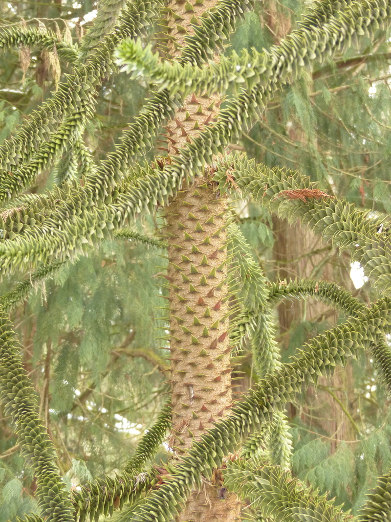 tranquility, monkey puzzle tree, jewelry fir, nature, araucariaceae, outdoors, fir type, araucaria araucana, log, full frame, no people, plant part, day