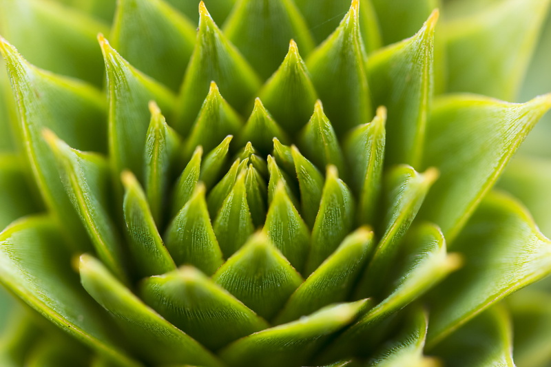 plant, succulent, green Color, Tamron, freshness, 90 mm, macro, close-up, succulent Plant, Herrenhausen, green, Araucaria Araucana, Monkey Puzzle tree