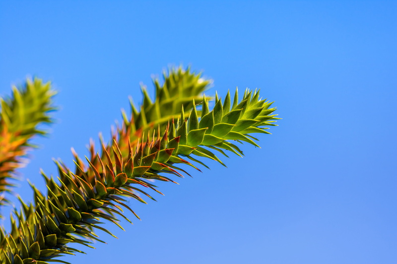 no people, sky, sharp, backgrounds, leaf, plant part, fir tree, nature, clear sky, copy space, monkey puzzle tree, freshness, day, exotic, green color