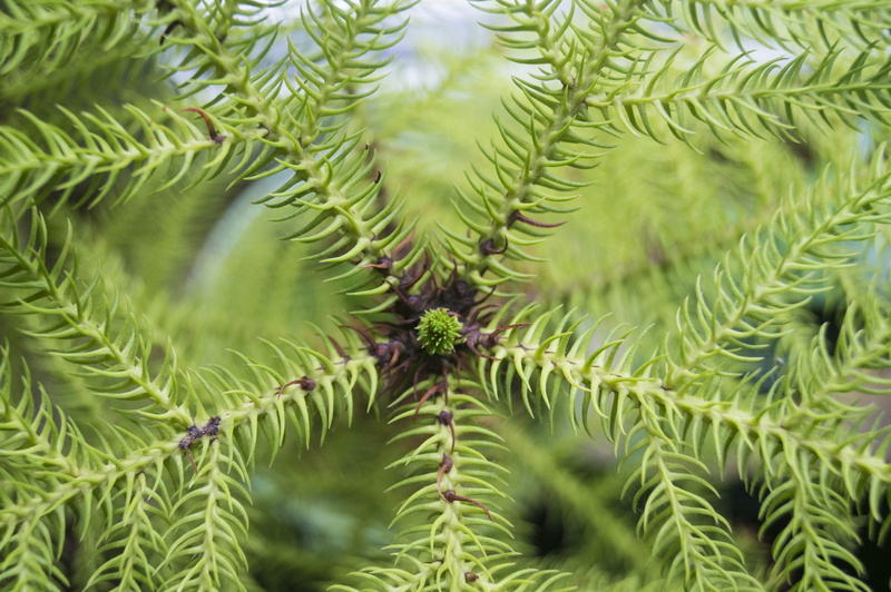 needle, no people, outdoors, araucaria, tree, green, selective focus, macro, geometric, pine tree, nature, pinaceae, macro photo, close-up, fir, fir-like