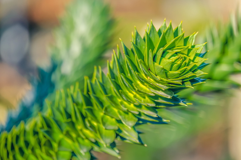 coniferous tree, plant, green color, outdoors, plant part, vulnerability, araucana, growth, leaf, shed fir, araucaria family, beauty in nature, tranquility