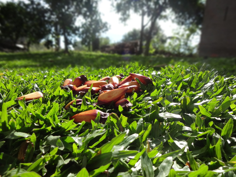 beauty in nature, Pinion, Araucaria, Pinheiro, selective focus, sol, freshness, grass, mushroom, plant, plant part, land, nature, summer, outdoors, field