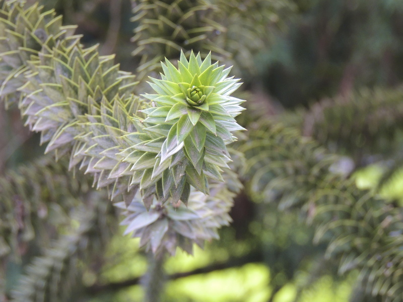 growth, green color, outdoors, fragility, day, 4K, tranquility, white color, vulnerability, selective focus, spiky, nature, needle - plant part, no people