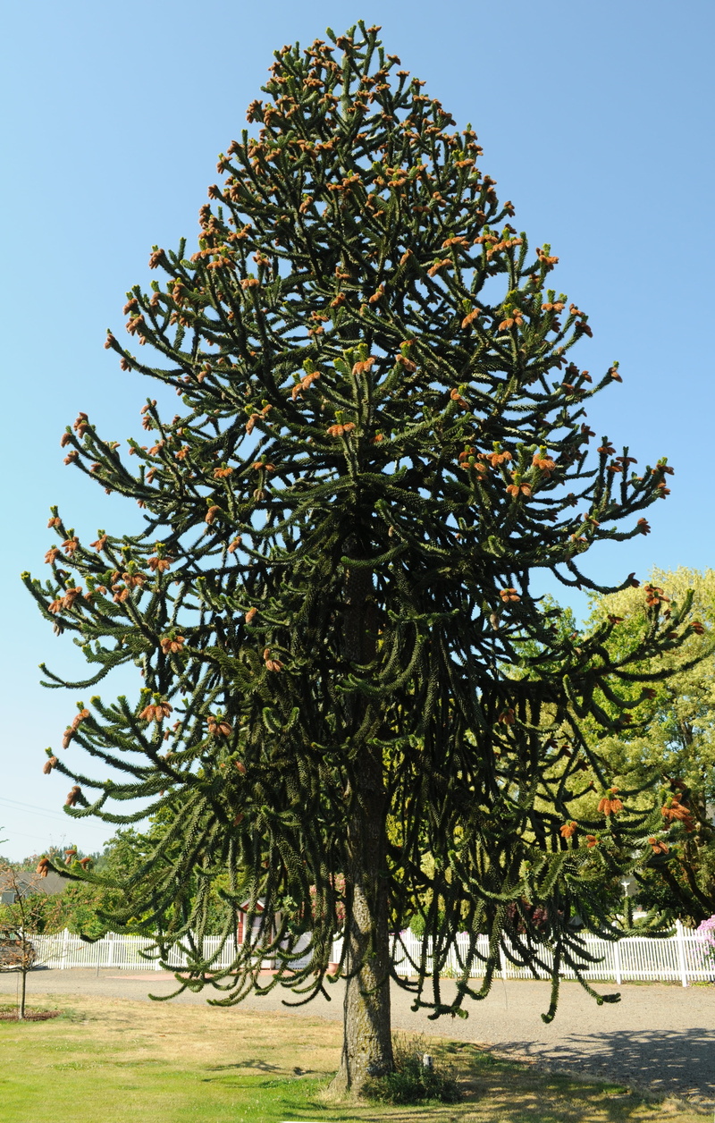 food, species, no people, tranquility, tree, beauty in nature, plant, sky, clear sky, field, monkey puzzle tree, day, land, flora, chilean pine, low angle view