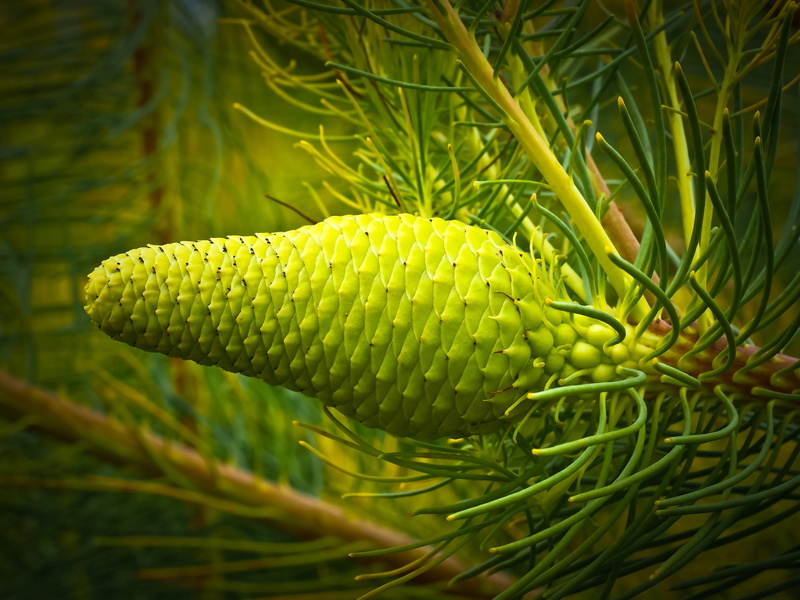 macro, plant, green, pine needles, no people, day, tap, food, field, close-up, nature, outdoors, sunlight, freshness, araucaria, exotic, focus on foreground
