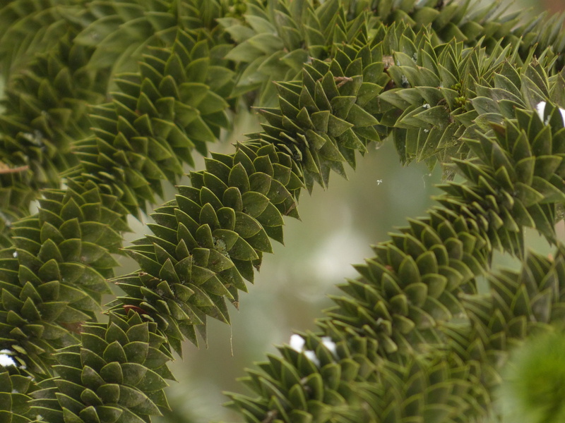 backgrounds, chile pine, day, spiky, monkey puzzle tree, araucaria family, no people, tree, growth, green color, outdoors, chilean schmucktanne, plant