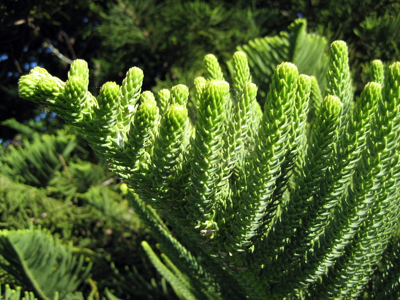 selective focus, leaf, tree branch, growth, flora, green, norfolk pine or araucaria, sun, green color, green branches, big tree, beauty in nature, forest