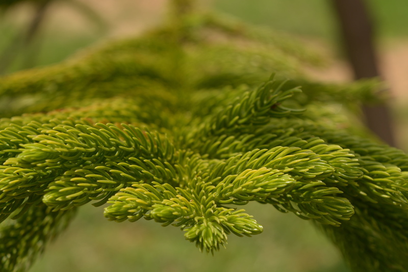freshness, tranquility, 4K, nature, macro photography, pattern, natural, plant part, green nature, day, outdoors, photography, growth, leaves, close-up
