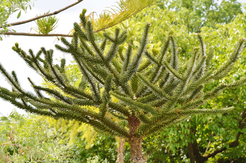 fern, land, no people, nature, prickly, tree, 5K, Plant, green, tranquility, pointed, day, Araucaria, leaf, outdoors, spur, Palm, beauty in nature, low angle view