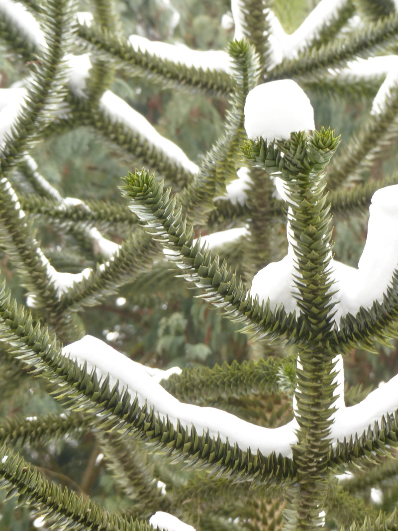 tree, chilean schmucktanne, chile fir, chile pine, christmas decoration, spiral, pattern, fir type, day, jewelry fir, 4K, exotic, metal, dombeya chilensis