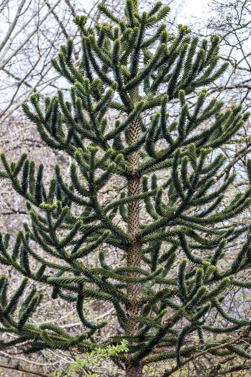 outdoors, Araucaria, nature, Chilean, araucaria araucana, shed fir, 5K, close-up, cactus, succulent plant, snake tree, coniferous tree, needle - plant part