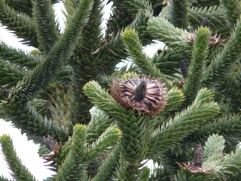 araucaria araucana, full frame, nature, branch, fir, beauty in nature, Tree, Branch, chile fir, Fir, tranquility, spiky, growth, jewelry fir, pine cone