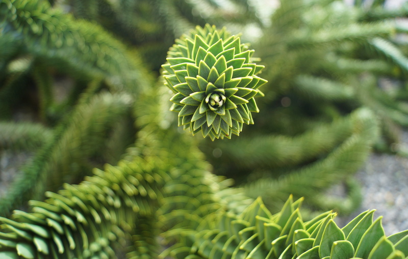 araucaria, growth, pinaceae, close up, green color, sempervirente, focus on foreground, green, flower, beauty in nature, leaves, fragility, pointed, coniferous tree