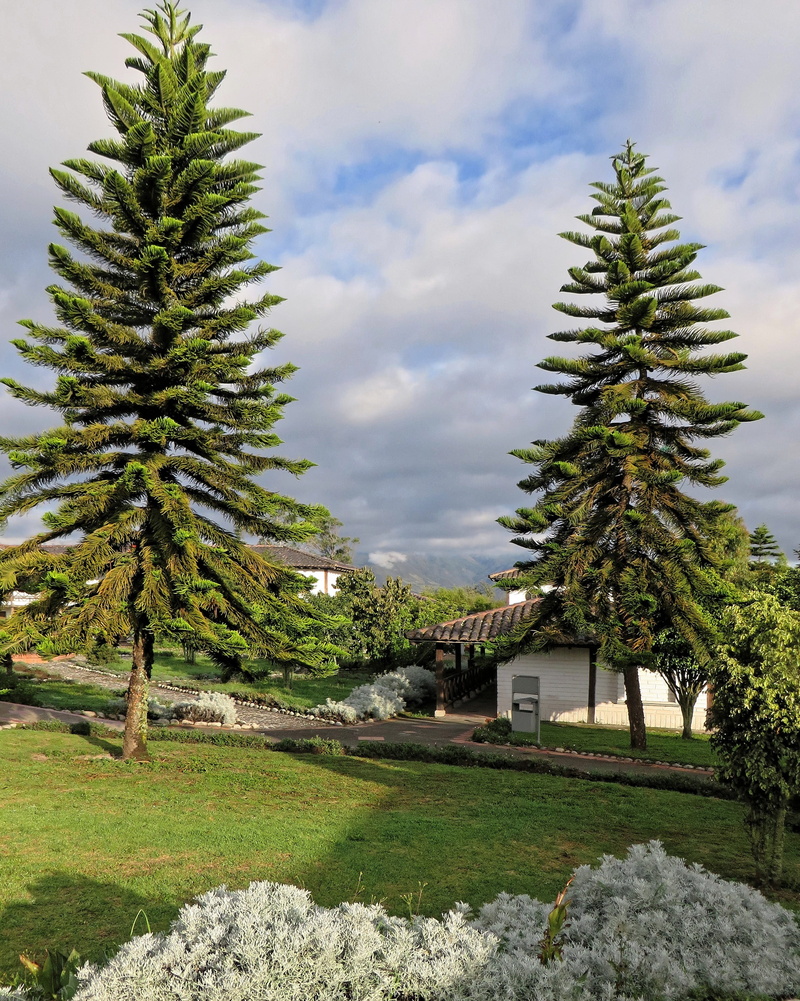 building exterior, pine tree, Trees, beauty in nature, house, sky, araucaria araucana, growth, trees, nature, no people, environment, plant, building, Araucaria