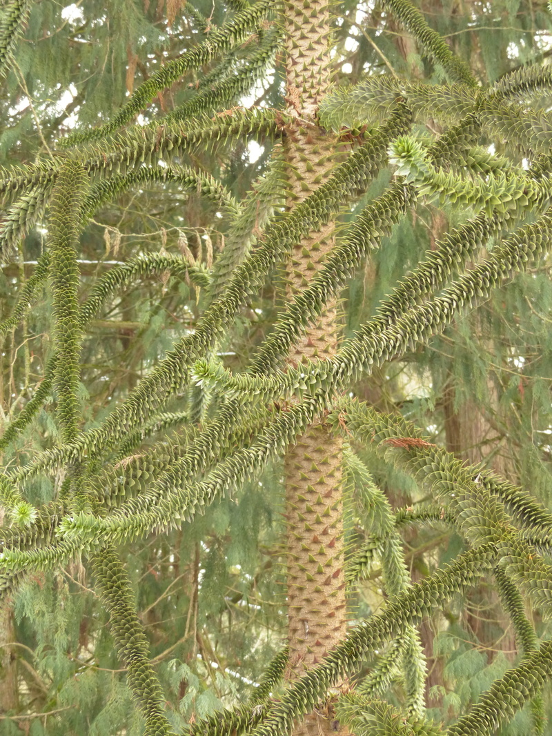dombeya chilensis, green Color, close-up, Log, chilean schmucktanne, leaf, shed fir, Araucana, araucaria family, fragility, tropical, jewelry fir, pinaceae