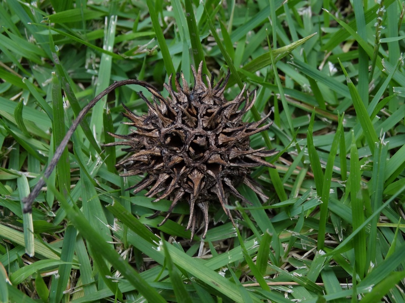 araucaria, freshness, high angle view, spiky, no people, beauty in nature, flowering plant, cone, close-up, nature, leaf, land, food and drink, field, outdoors