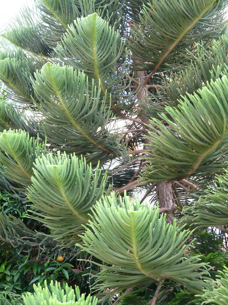 araucaria family, close-up, palm leaf, fresh green benadelung, needles, tree, low angle view, periwinkle, distinctive, green color, 2K, norfolk pine, plant