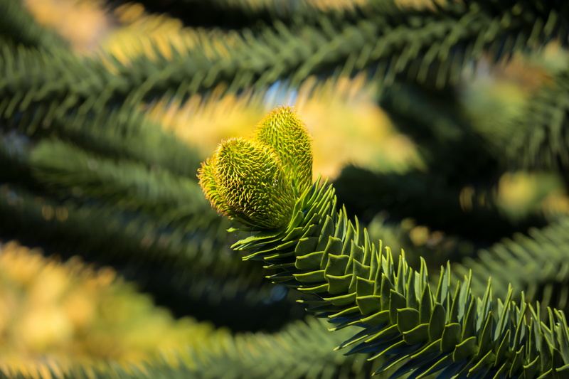 spiked, no people, chile pine, natural pattern, araucana, tree, fern, coniferous tree, thorn, pine tree, shed fir, 5K, chilean schmucktanne, needle - plant part