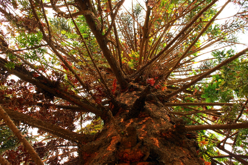 low angle view, no people, tranquility, idyllic, 4K, tree, branches, tranquil scene, araucaria, growth, outdoors, land, day, non-urban scene, woodland