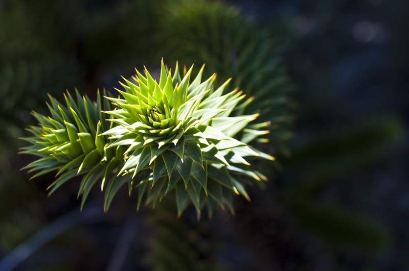 focus on foreground, vulnerability, nature, day, freshness, growth, coniferous tree, tranquility, araucania, no people, selective focus, outdoors, plant part