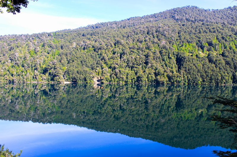 one animal, landscape, non-urban scene, green color, National, tranquil scene, water, tree, park, 4K, Huerquehue, beauty in nature, outdoors, Araucania