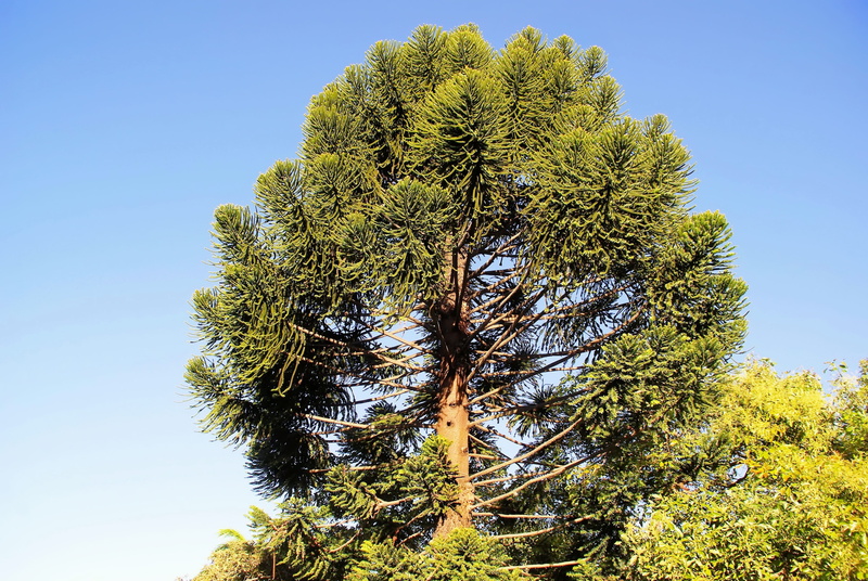 botany, plant, sunlight, beauty in nature, tranquil scene, sunny, pine tree, coniferous tree, norfolk pine, low angle view, guatemala, environment, clear sky