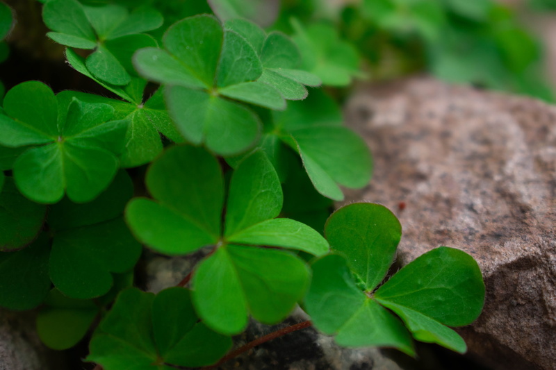 hd background, day, botany, lucky clover, leaves, focus on foreground, fragility, rocks, freshness, hdr, green, high angle view, close-up, outdoors, hd