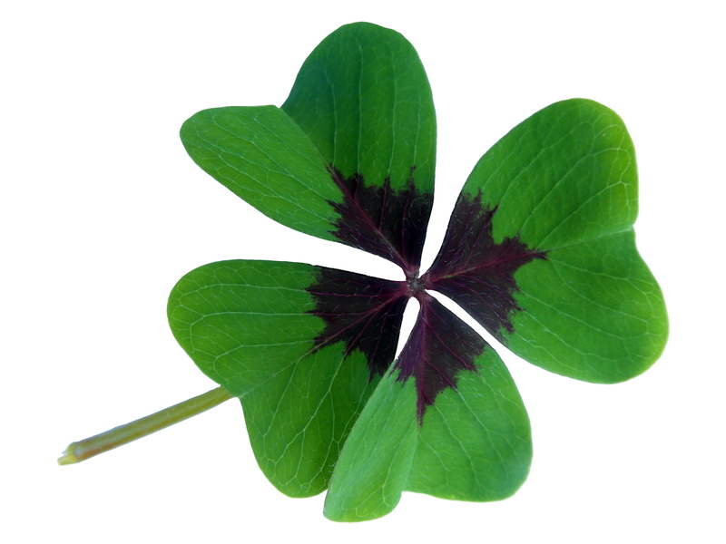 green Color, vulnerability, white Background, freshness, directly above, leaf, background, indoors, cut out, beauty in nature, lucky clover, no people