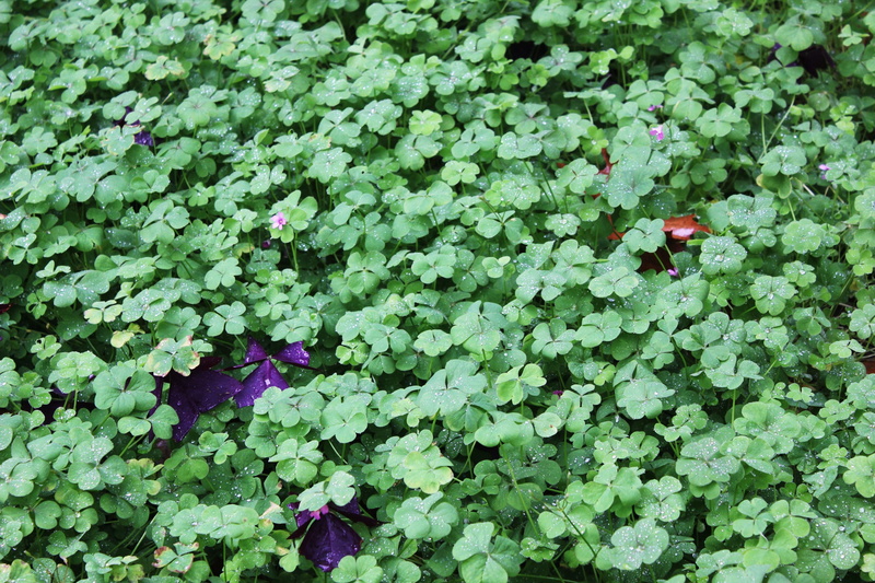 Luck, no people, flowering plant, green color, Clover, outdoors, full frame, leaf, 1080P, growth, day, plant part, freshness, backgrounds, vulnerability