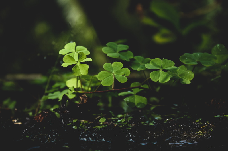 plant part, green color, plant, fragility, freshness, soil, water, flora, clover, garden, day, evergreen, lucky, purity, growth, green, plants