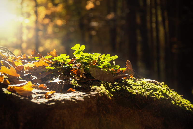 forest, leaf, tree, nature, moss, tree trunk, sun, detail, tranquility, selective focus, sunlight, land, beauty in nature, plant part, close, 5K, day
