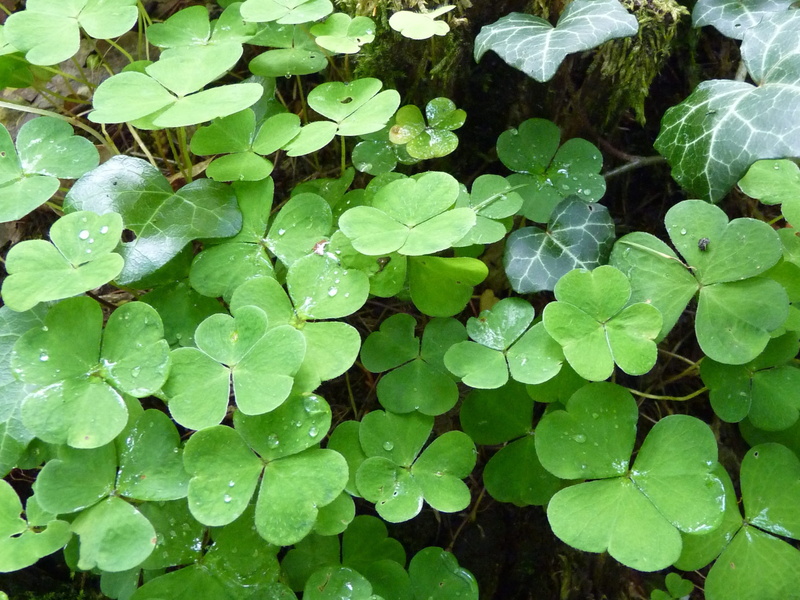 tranquility, day, growth, Klee, raindrop, no people, high angle view, close-up, plant, full frame, purity, Four Leaf Clover, leaf, clover, nature, wet