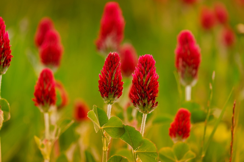 red, beauty in nature, vulnerability, springtime, klee, outdoors, meadow, flowerbed, growth, flower head, flowering plant, inflorescence, focus on foreground