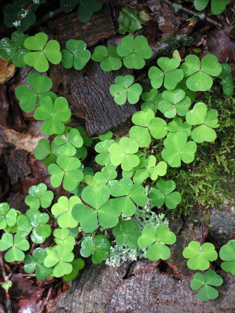 green color, decorative, close-up, growth, green, sweden, day, close, clover, field, high angle view, no people, klee, beauty in nature, outdoors, land