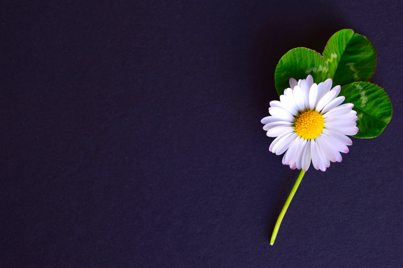 growth, fragility, studio shot, background, indoors, bloom, inflorescence, softness, four leaf clover, pollen, beauty in nature, yellow, copy space, plant